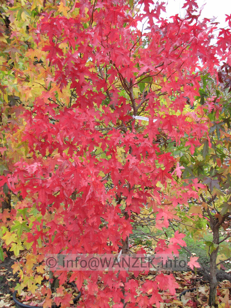 Liquidambar styraciflua 02.JPG
